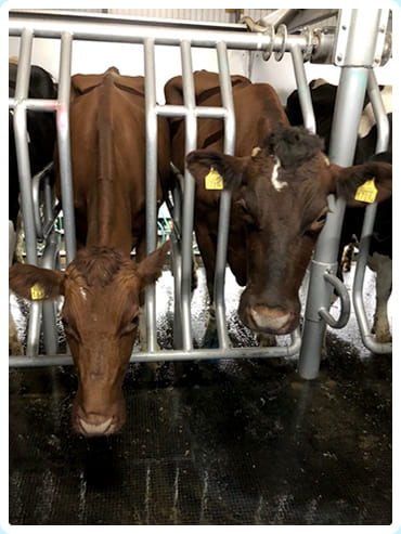 オラウータンRED親子