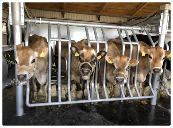 ジャージー集団